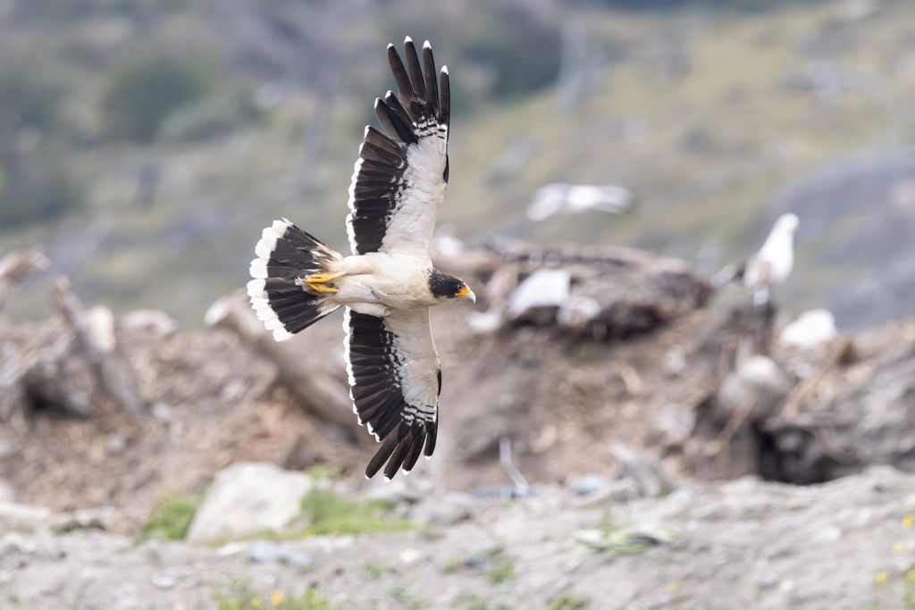 垃圾山、賞鳥與漢他病毒 一段意外的南極郵輪之旅's story cover image