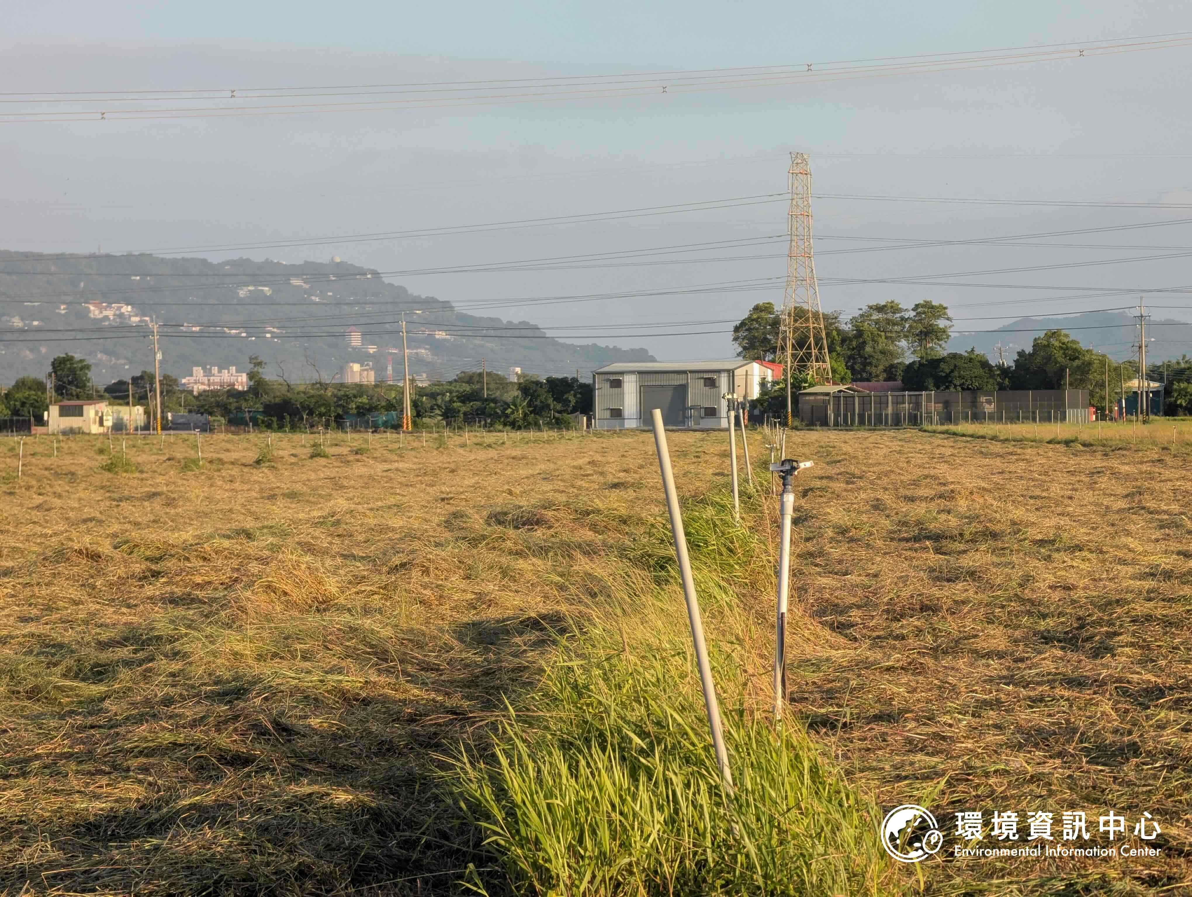 500公頃南科沙崙園區環評明登場 草鴞生態調查首度揭露 開發與保育如何平衡？'s story cover image