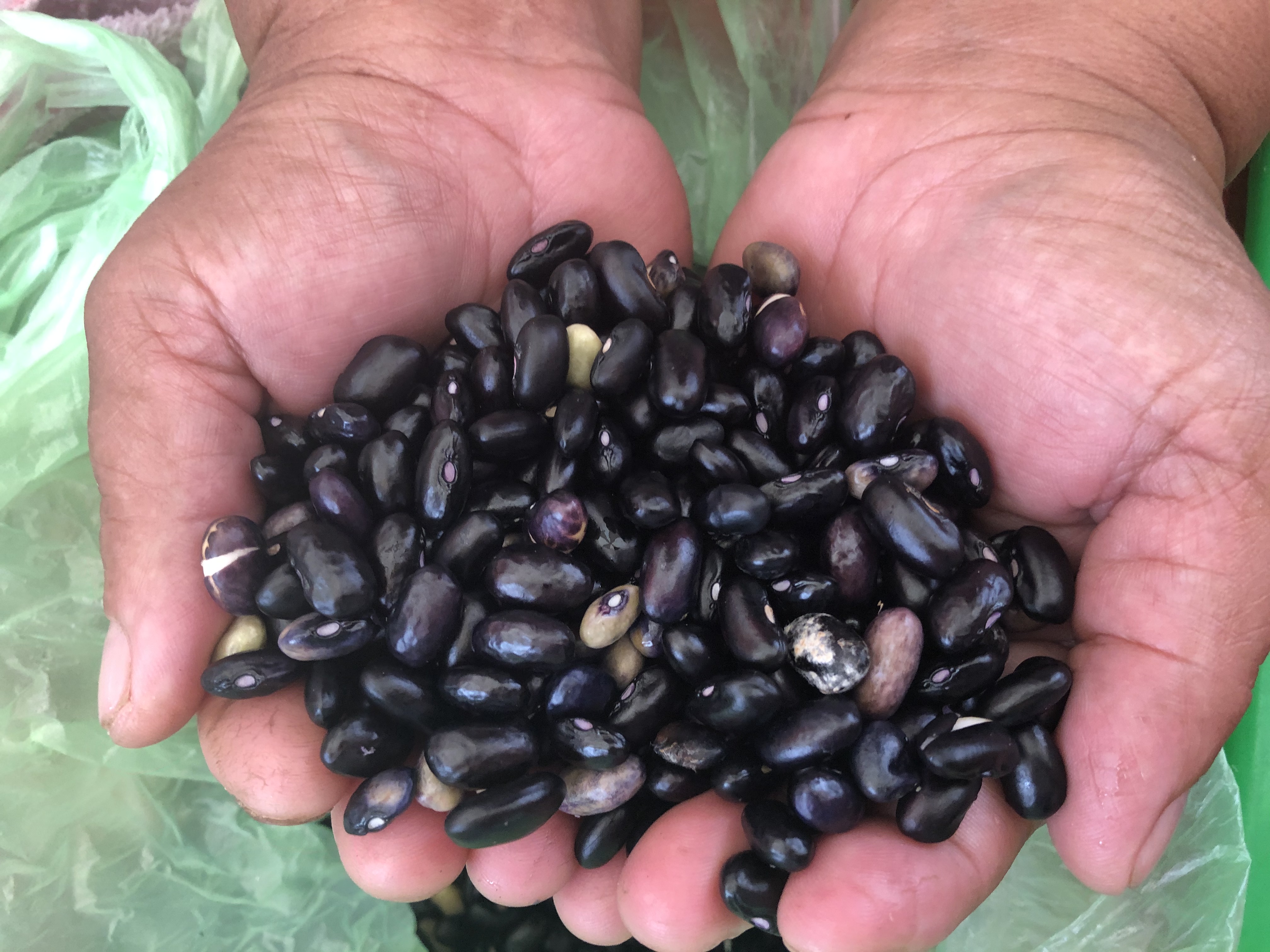 菜園不只是種菜 《走進彼桑拉返》英文版出版 布農族永續智慧走向國際