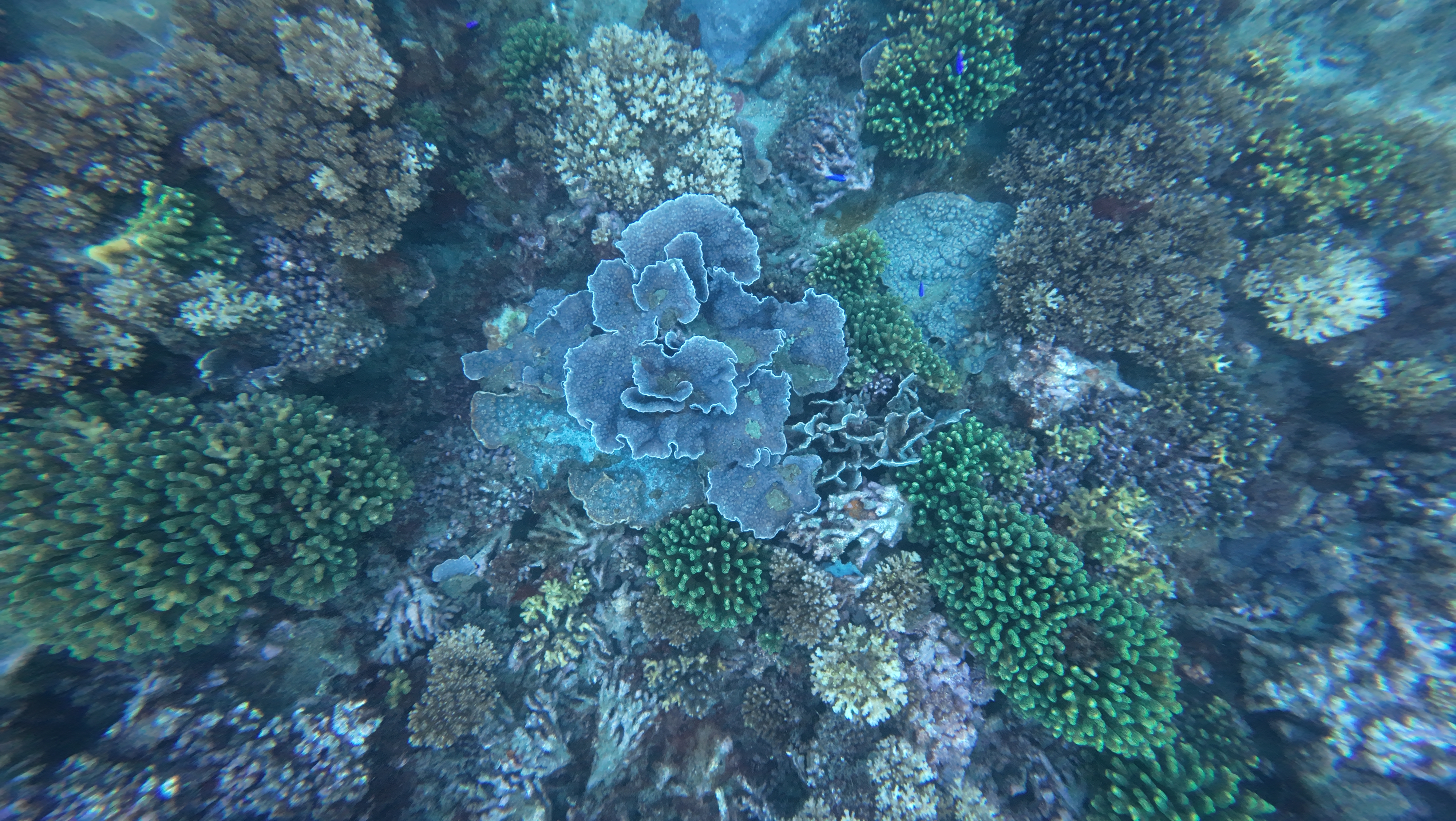 造一座海洋種子銀行：海生館水下採集、植入晶片，要在2030年前保種300種石珊瑚's story cover image