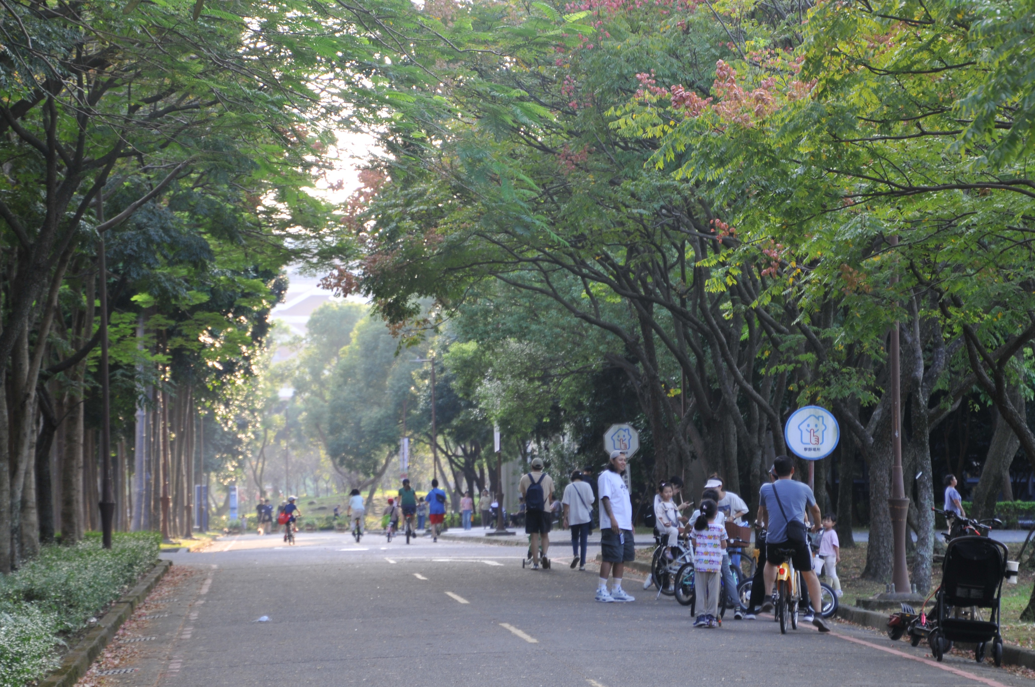 砍樹爭議有解？ 都市林專法擬設綠蔭審議會 審查期間樹木視同受保護's story cover image