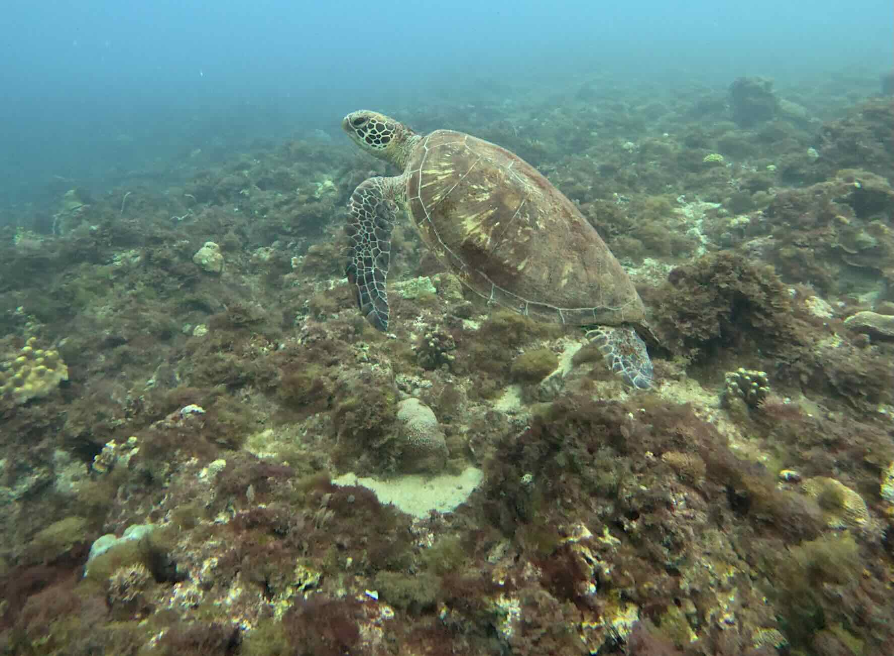 小琉球污水危機  海龜天堂變無魚之海、珊瑚礁島淪「藻島」's story cover image
