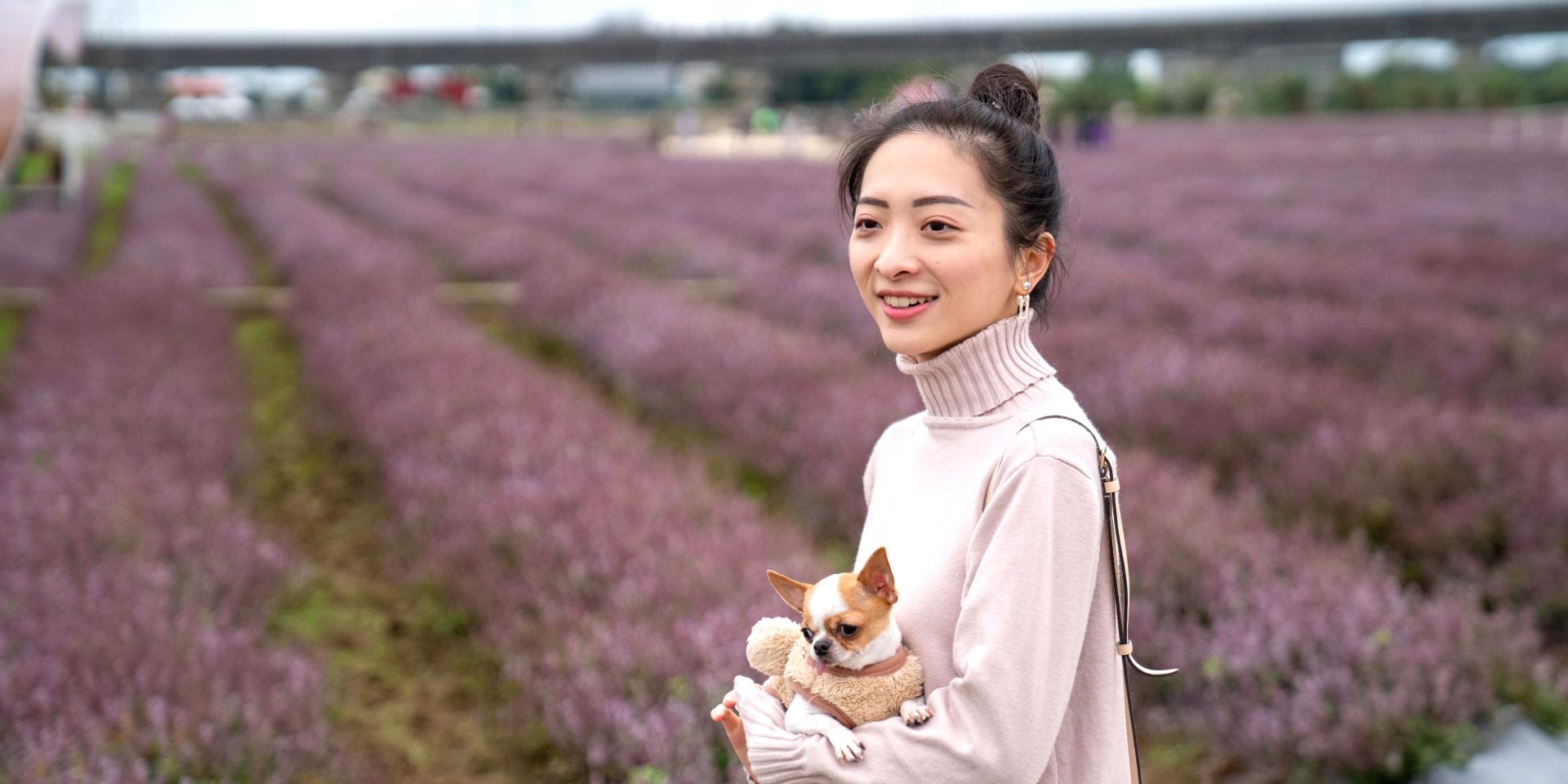 楊梅、關西、獅潭仙草花盛開　花況、路線、亮點一次看's story cover image