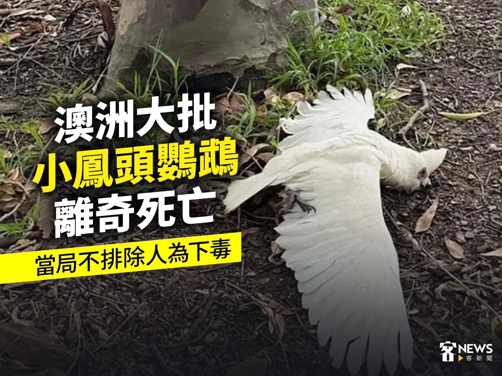 澳洲大批小鳳頭鸚鵡離奇死亡　當局不排除人為下毒's story cover image