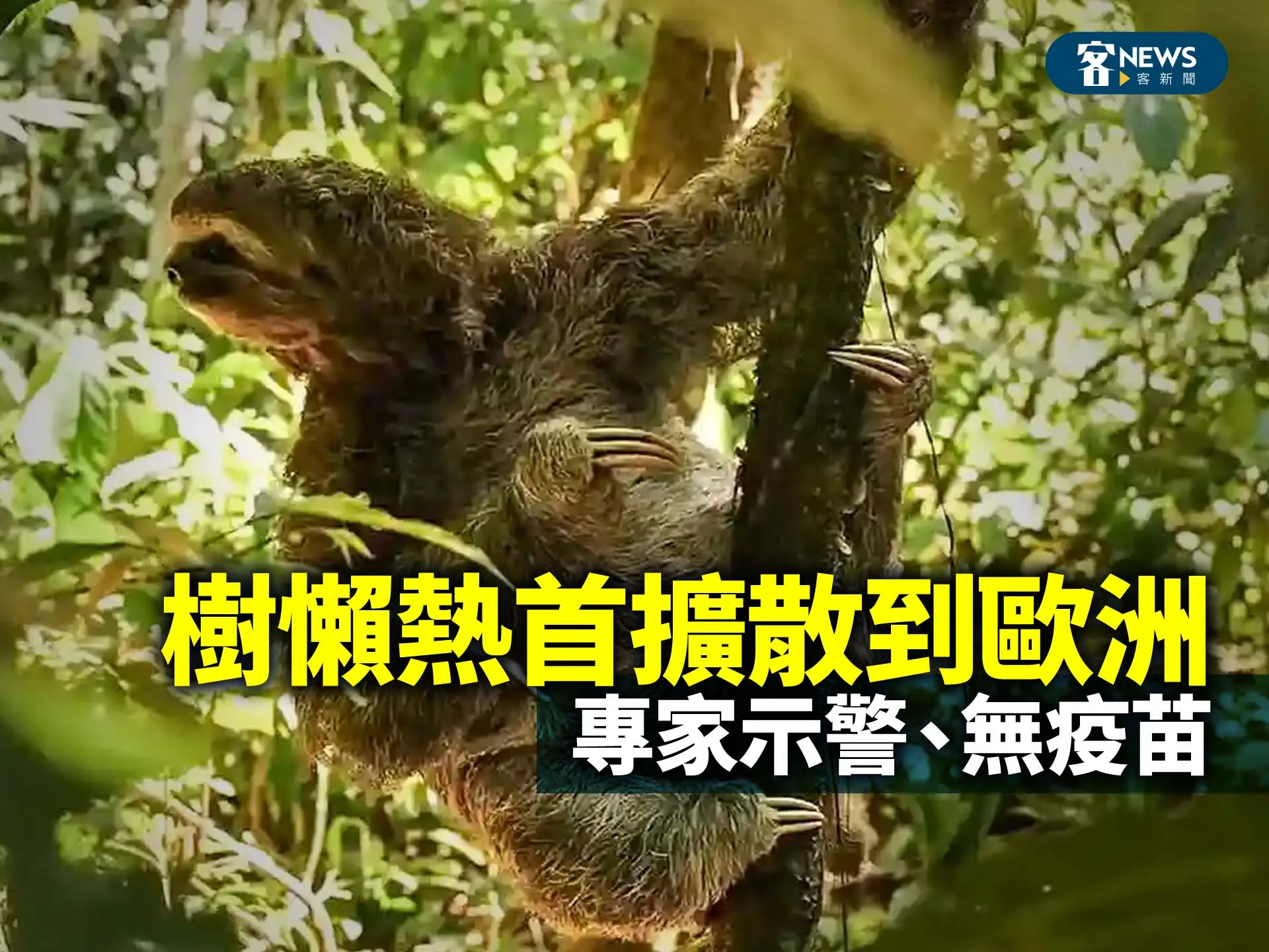 樹懶熱首擴散到歐洲　專家示警、無疫苗's story cover image