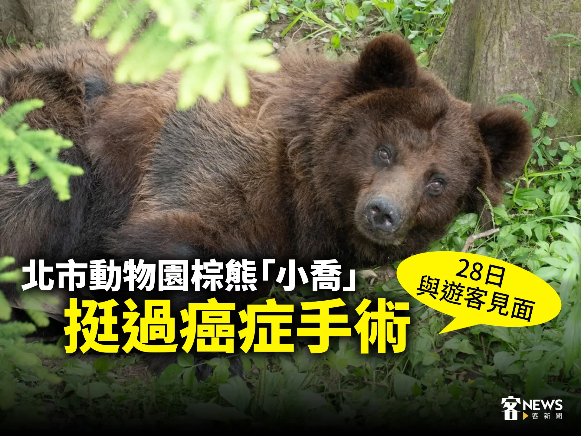 北市動物園棕熊「小喬」挺癌症症手術　28日與遊客見面's story cover image