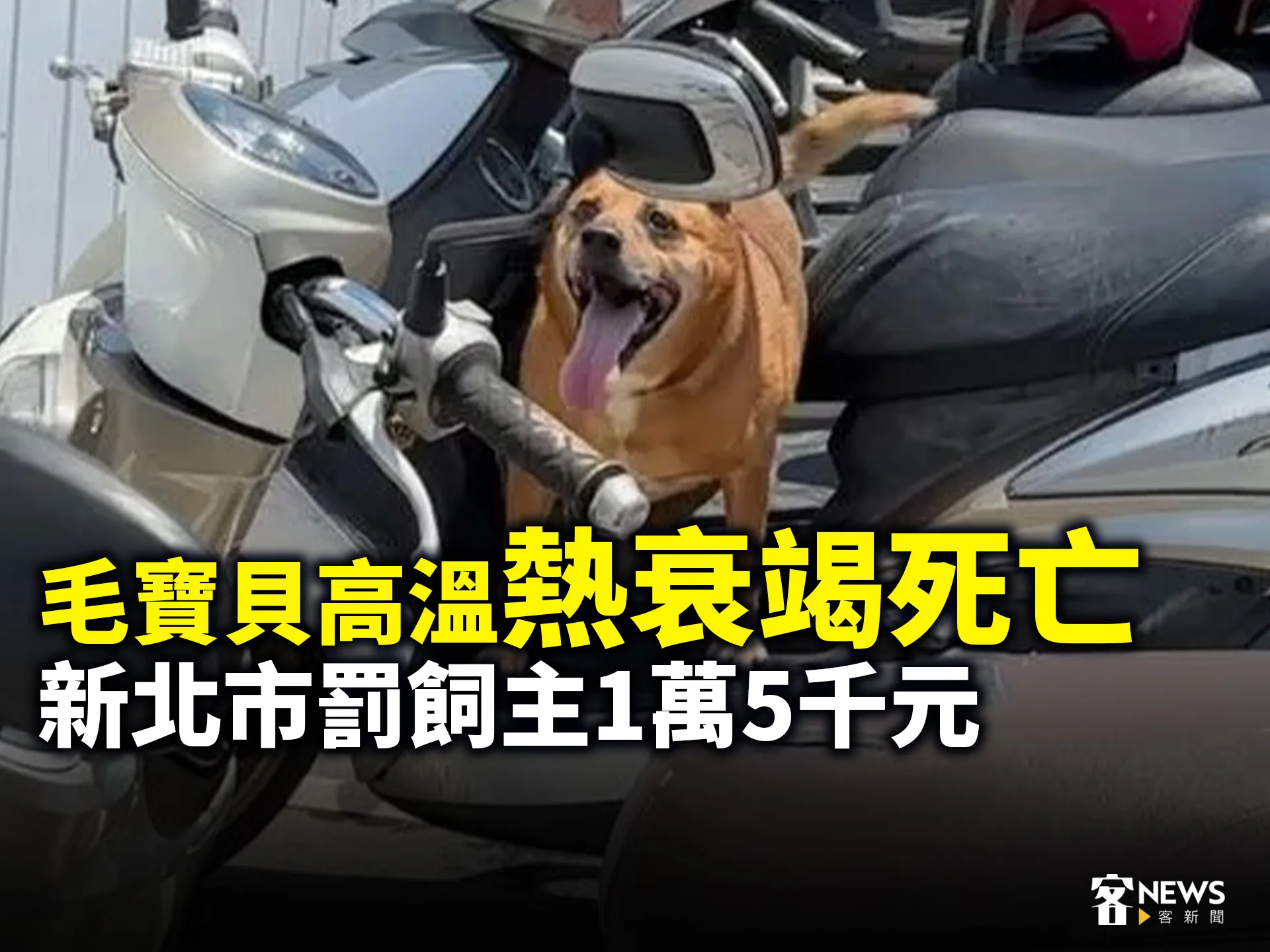 毛寶貝高溫熱衰竭死亡　 新北市罰飼主1萬5千元's story cover image