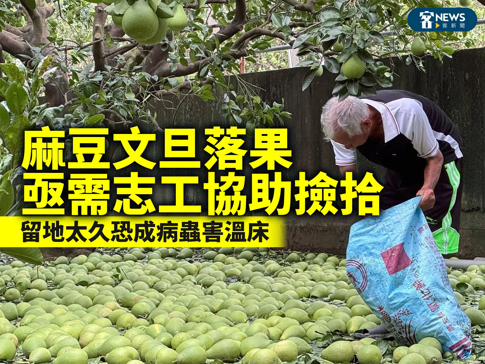 麻豆文旦落果亟需志工協助撿拾　留地太久恐成病蟲害溫床's story cover image