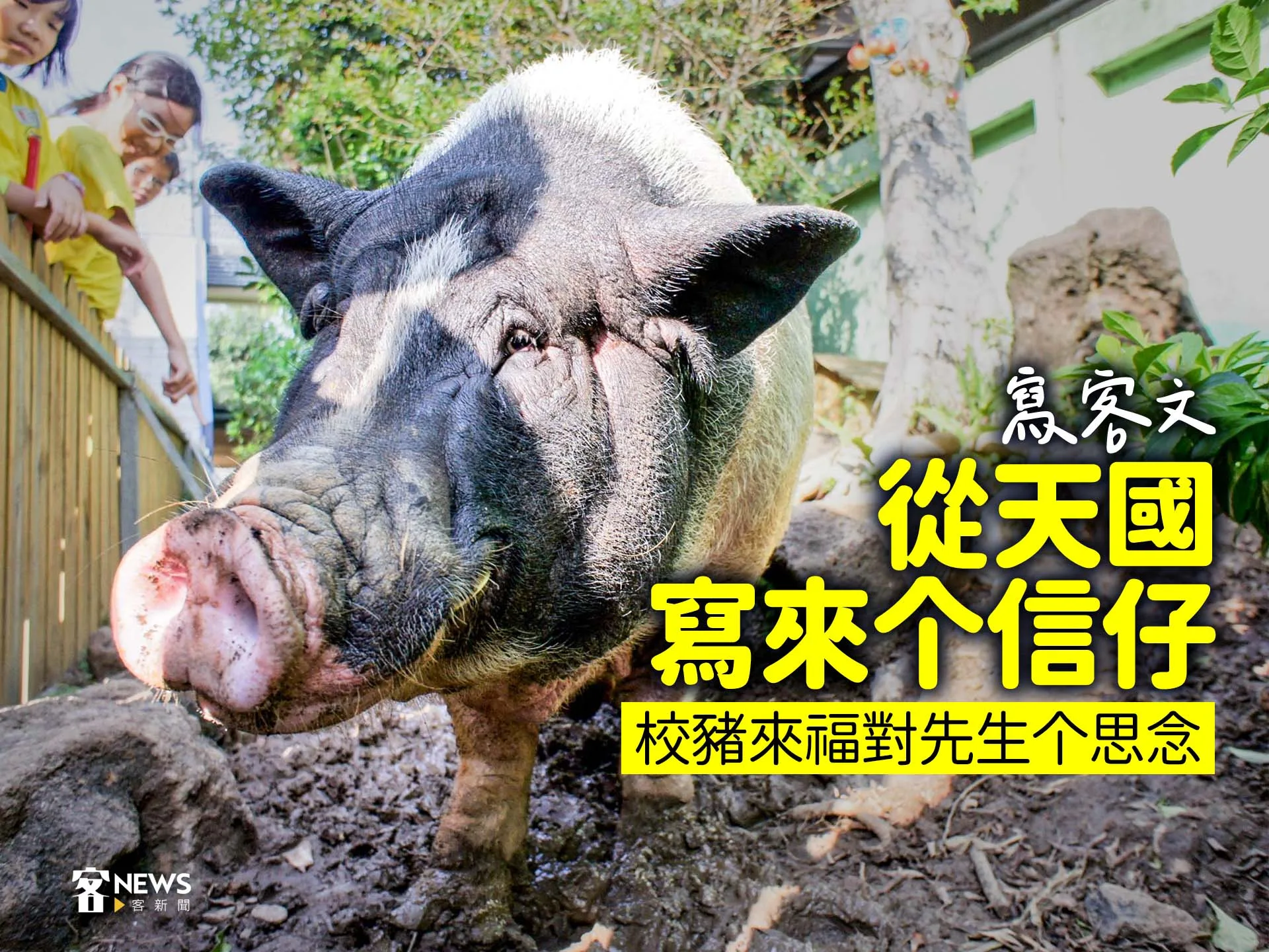 【寫客文】從天國寫來个信仔　校豬仔來福對先生个思念's story cover image