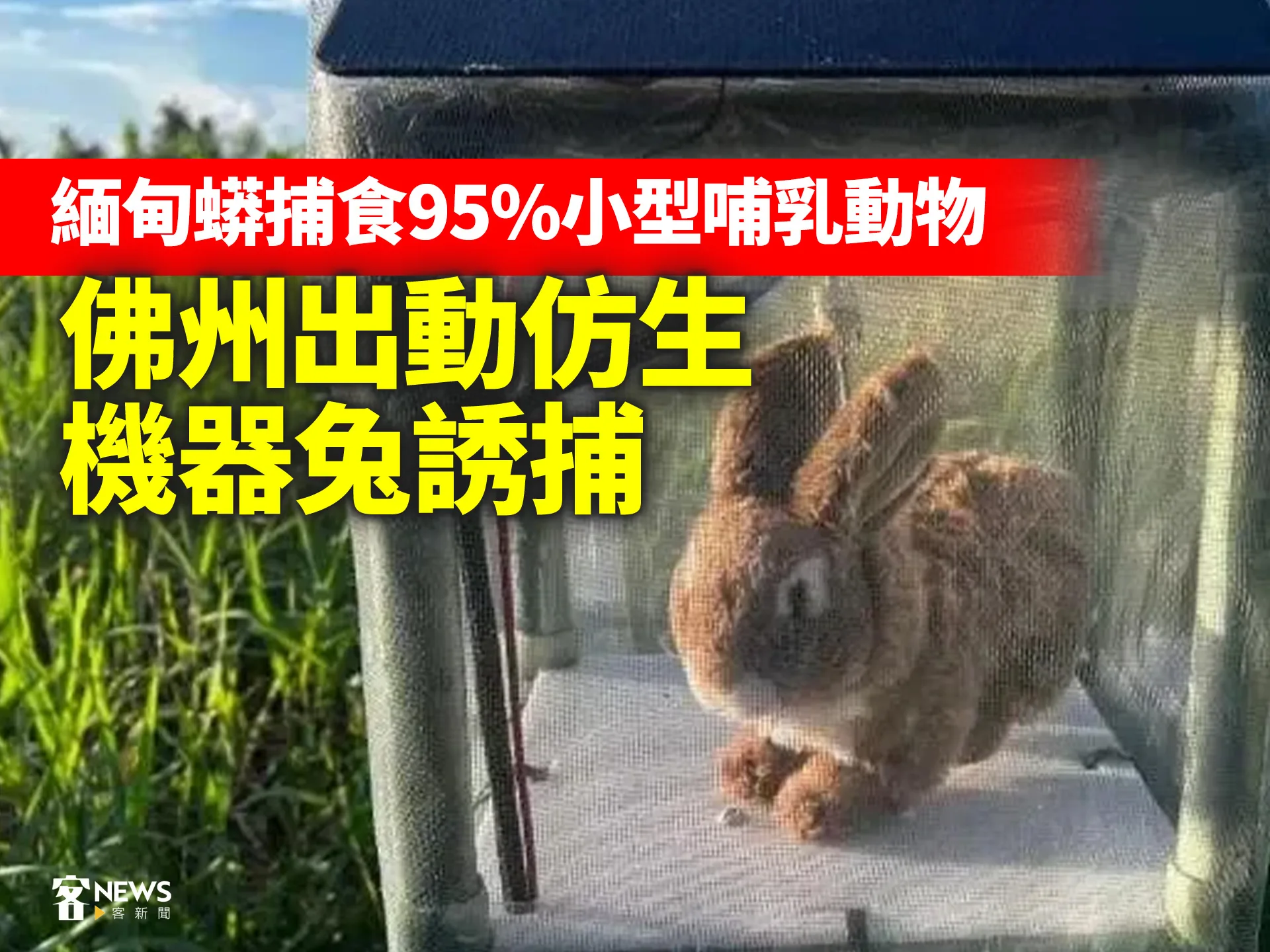 緬甸蟒捕食95%小型哺乳動物　佛州出動仿生機器兔誘捕's story cover image