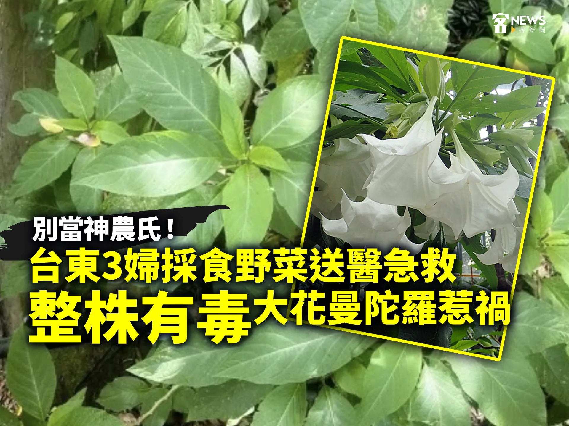 別當神農氏！台東3婦採食野菜送醫急救　「整株有毒」大花曼陀羅惹禍's story cover image