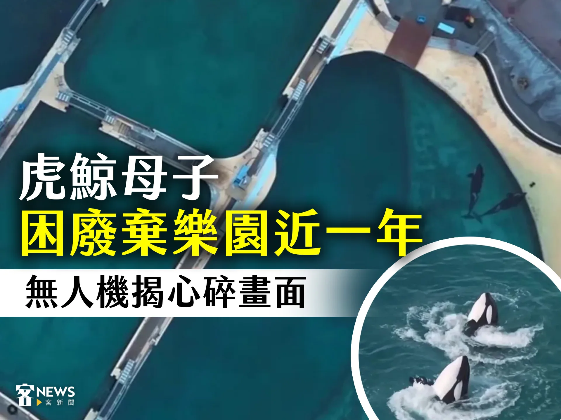 虎鯨母子困廢棄樂園近一年　無人機揭心碎畫面's story cover image