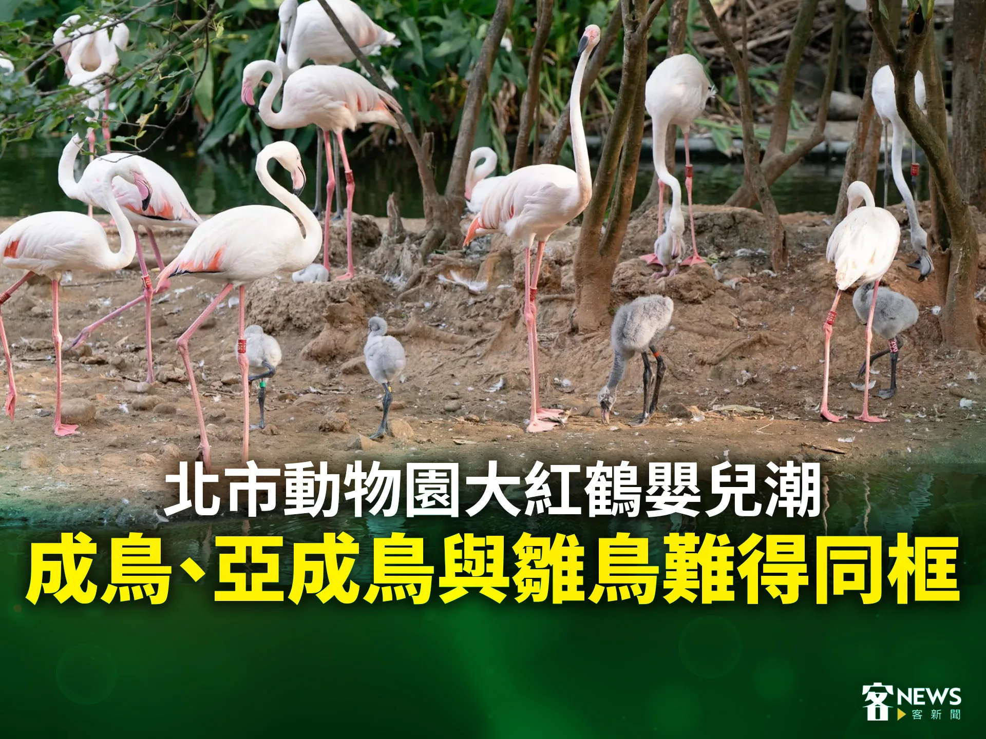 北市動物園大紅鶴嬰兒潮　成鳥、亞成鳥與雛鳥難得同框's story cover image