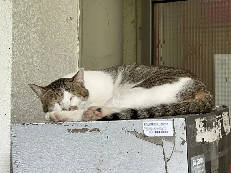 貓貓幫深山派出所滅蛇捕鼠　與警玩起「交換禮物」's story cover image