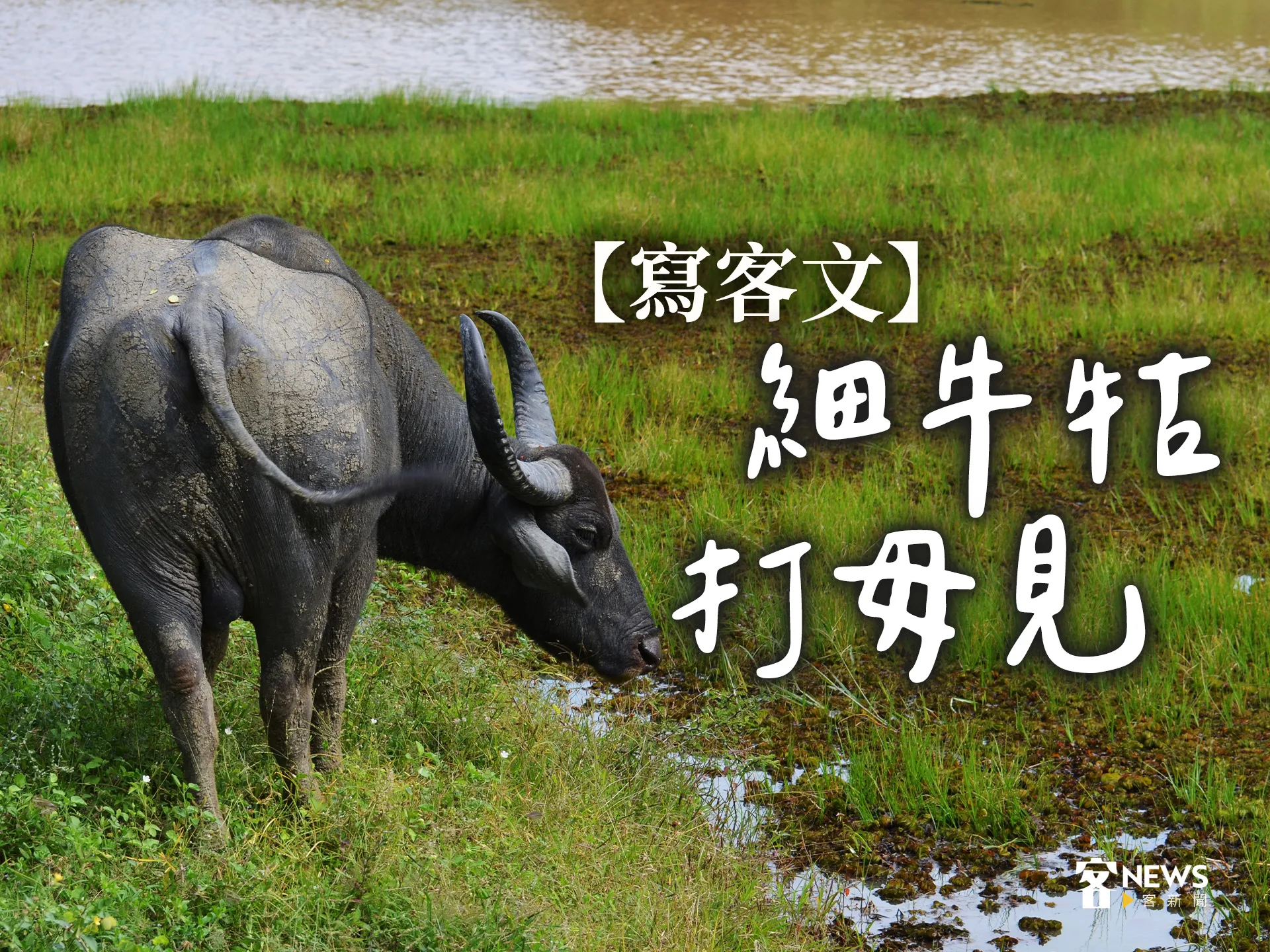 【寫客文】細牛牯打毋見's story cover image