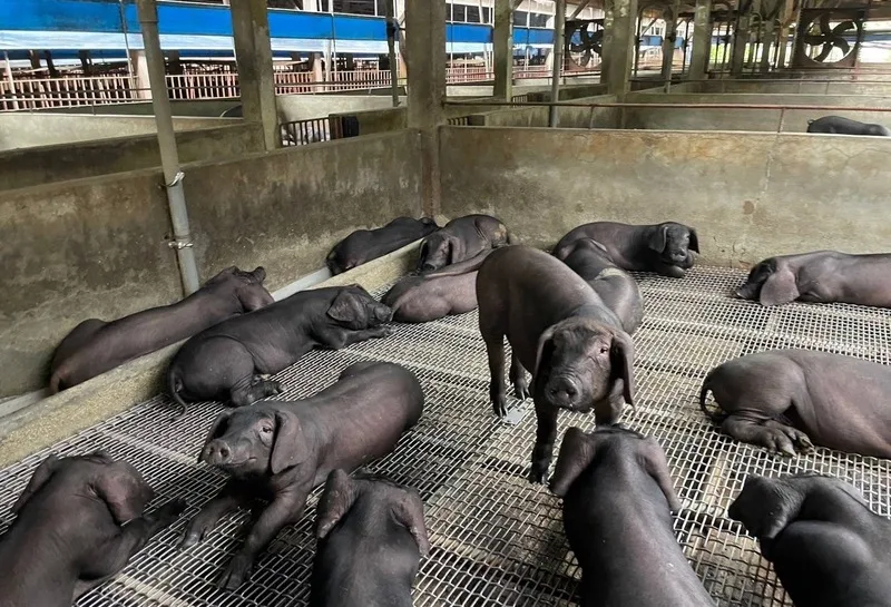 憂廚餘養豬1年落日期太短　陳駿季：助黑豬產業轉型's story cover image