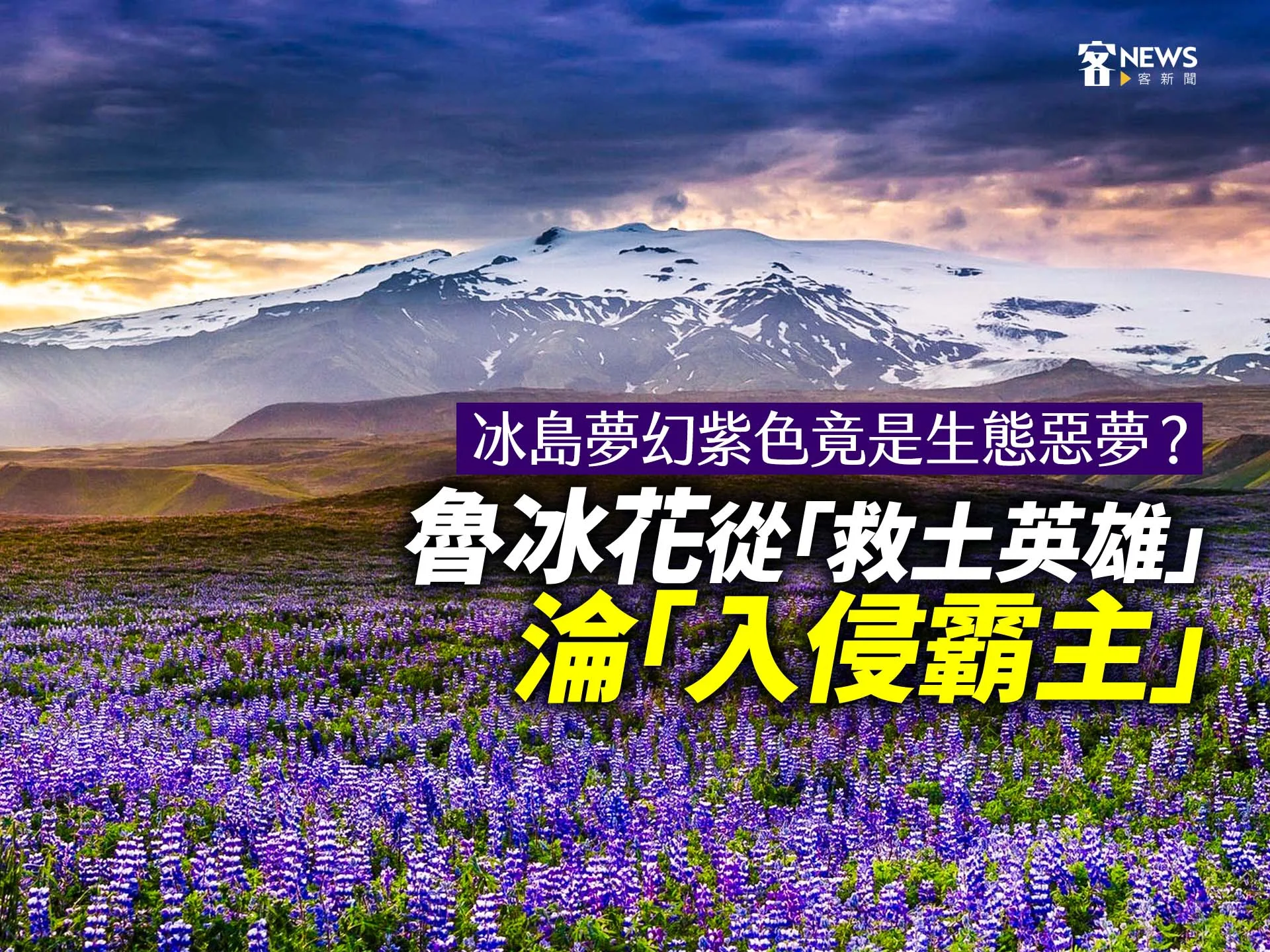 冰島夢幻紫色竟是生態惡夢？魯冰花從「救土英雄」淪「入侵霸主」's story cover image