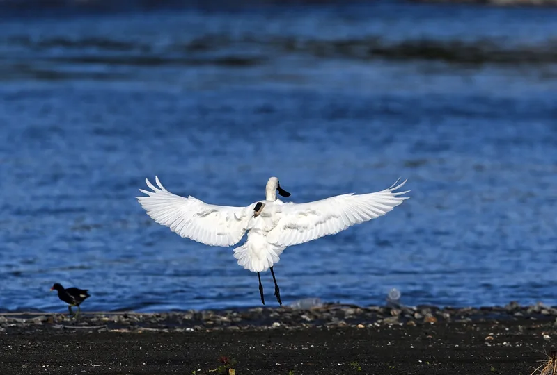 韓國繫放明星黑琵　「背小書包」台東驚喜現蹤's story cover image