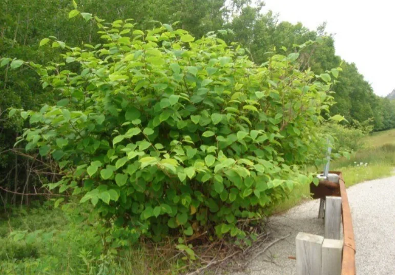 外來物種威脅本土生態　英國施放小龍蝦、象鼻蟲與真菌進行生物防治's story cover image