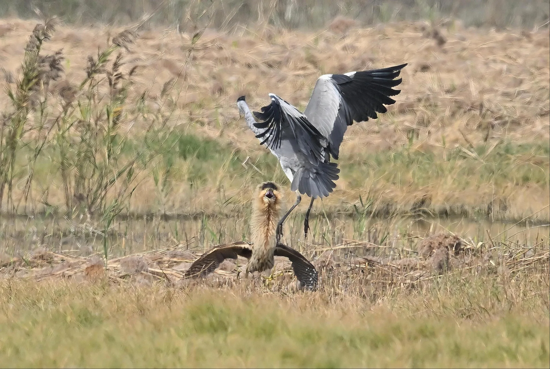 稀有大麻鷺現身茄萣濕地　與蒼鷺互動「警戒姿態」成焦點's story cover image