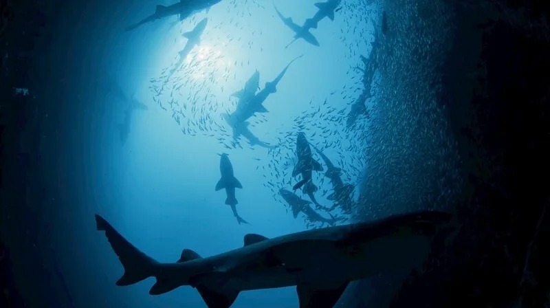 海科館巨幕首映撕去鯊魚驚悚標籤　重塑海洋霸主魅力's story cover image