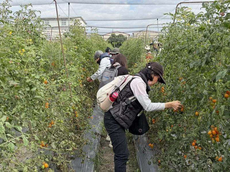 農業缺工挑戰！銀髮族走入農場　採收、包裝小番茄's story cover image