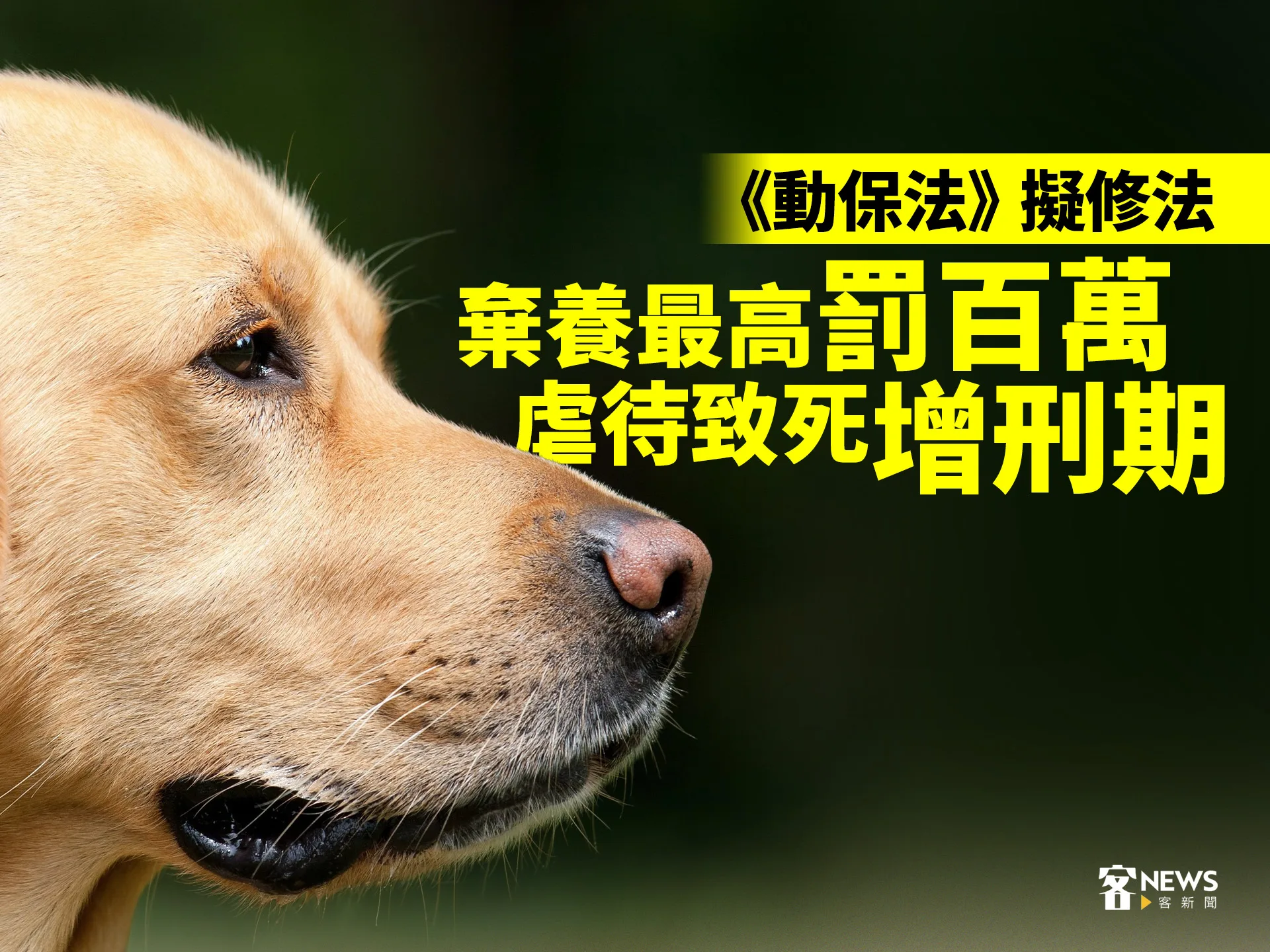 《動保法》擬修法　棄養最高罰百萬、虐待致死增刑期's story cover image