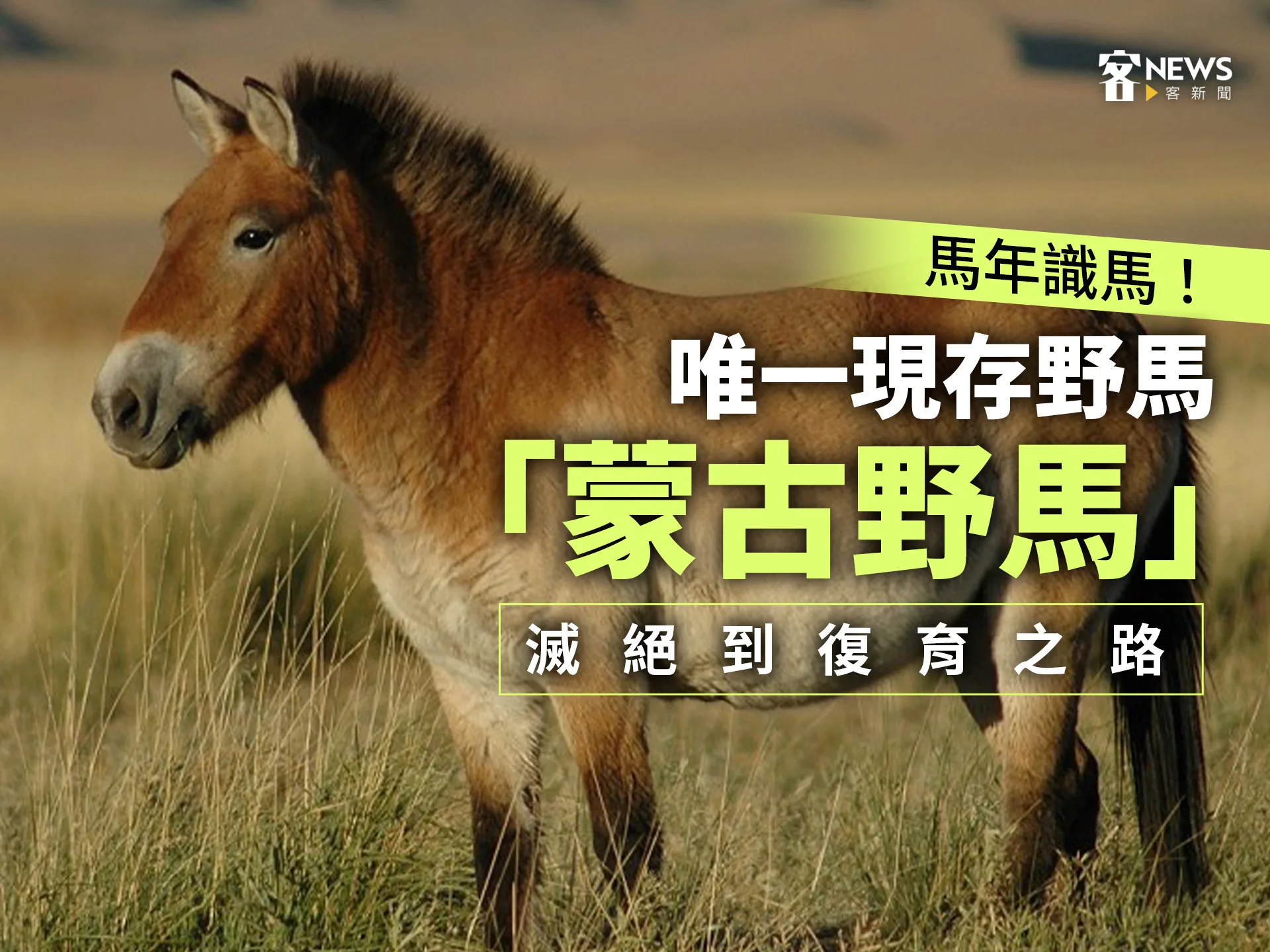 馬年識馬！唯一現存野馬「蒙古野馬」　滅絕到復育之路's story cover image