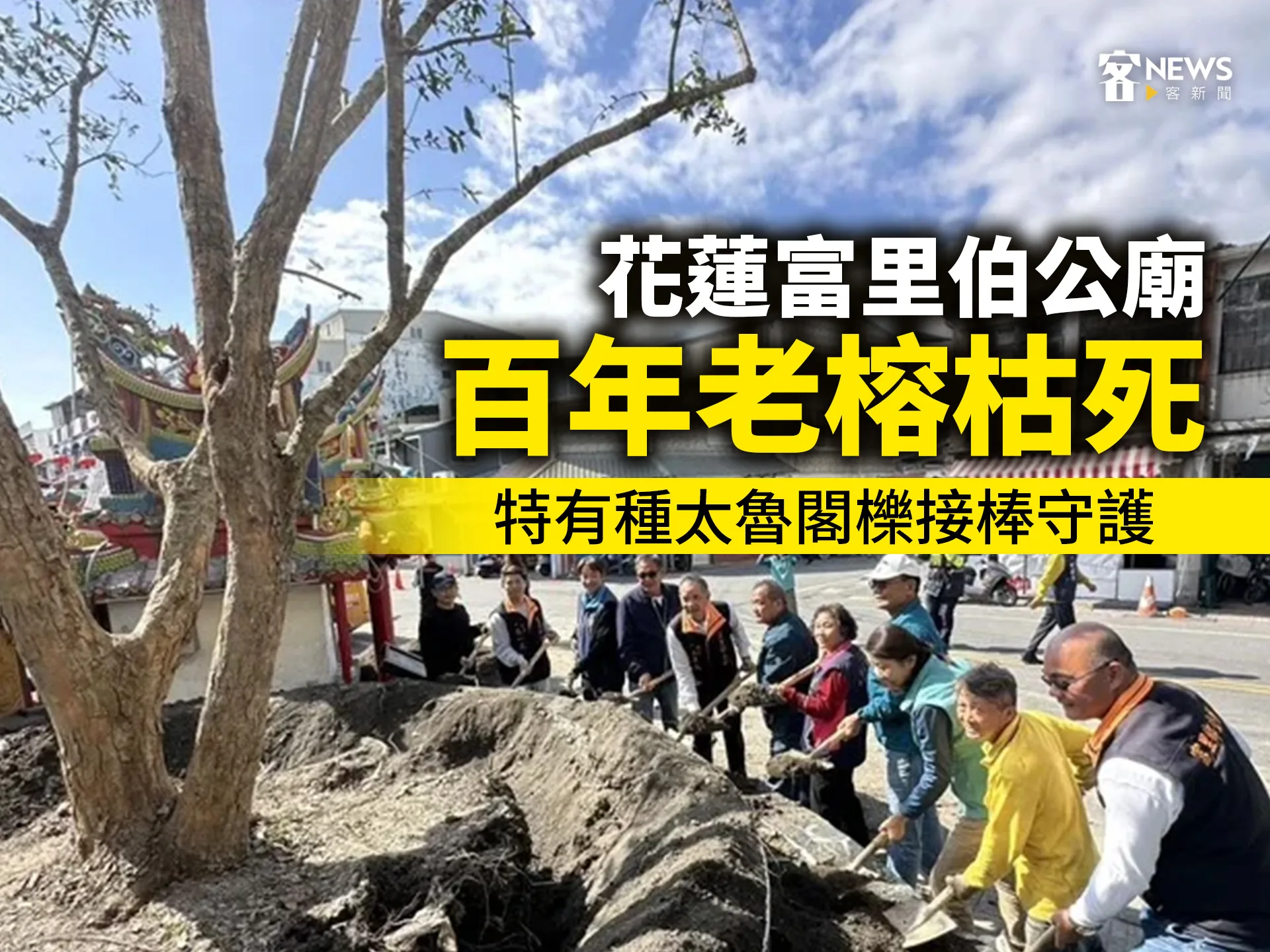 花蓮富里伯公廟百年老榕枯死　特有種太魯閣櫟接棒守護's story cover image