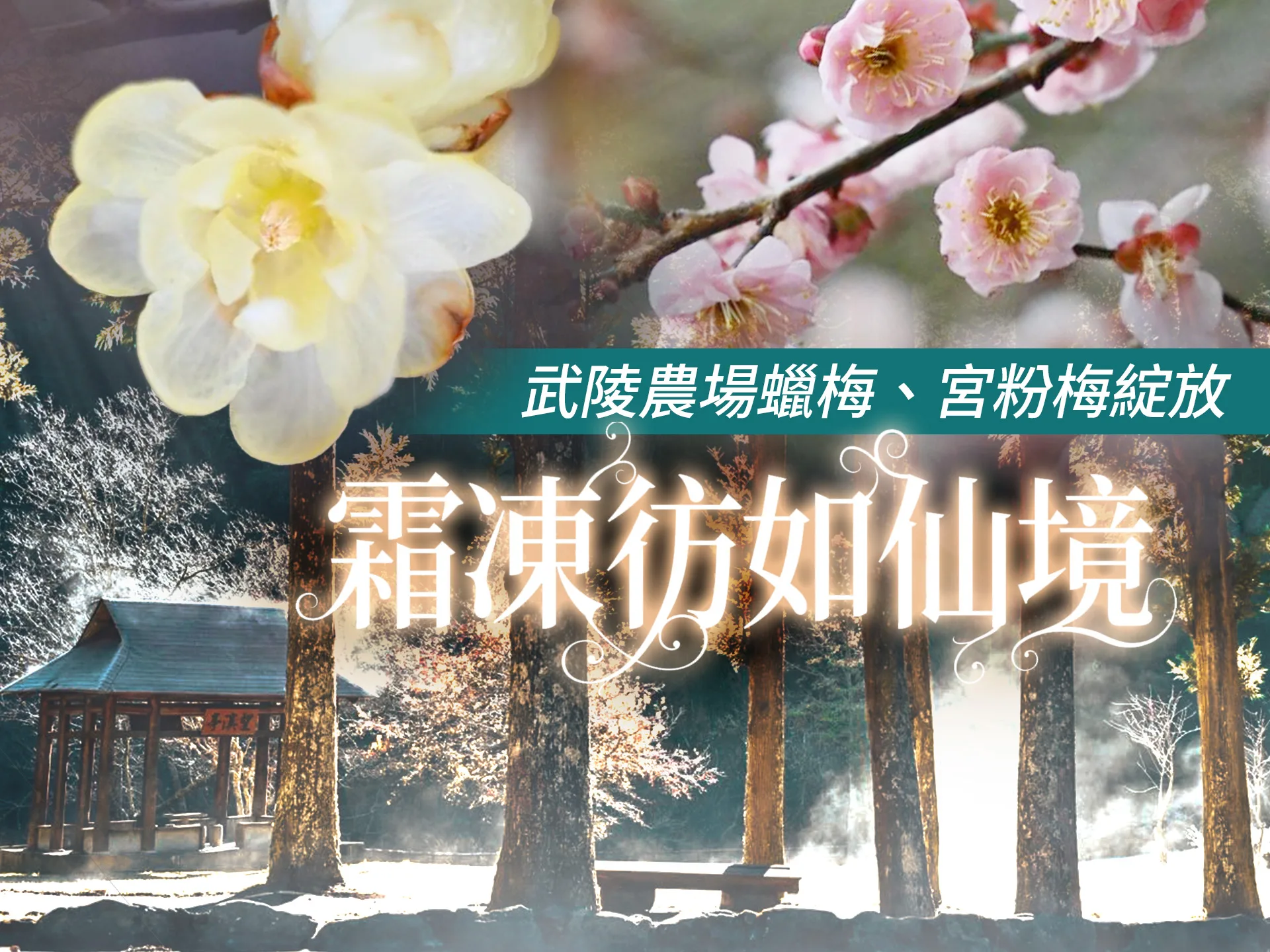 武陵農場蠟梅、宮粉梅綻放　霜凍彷如仙境's story cover image