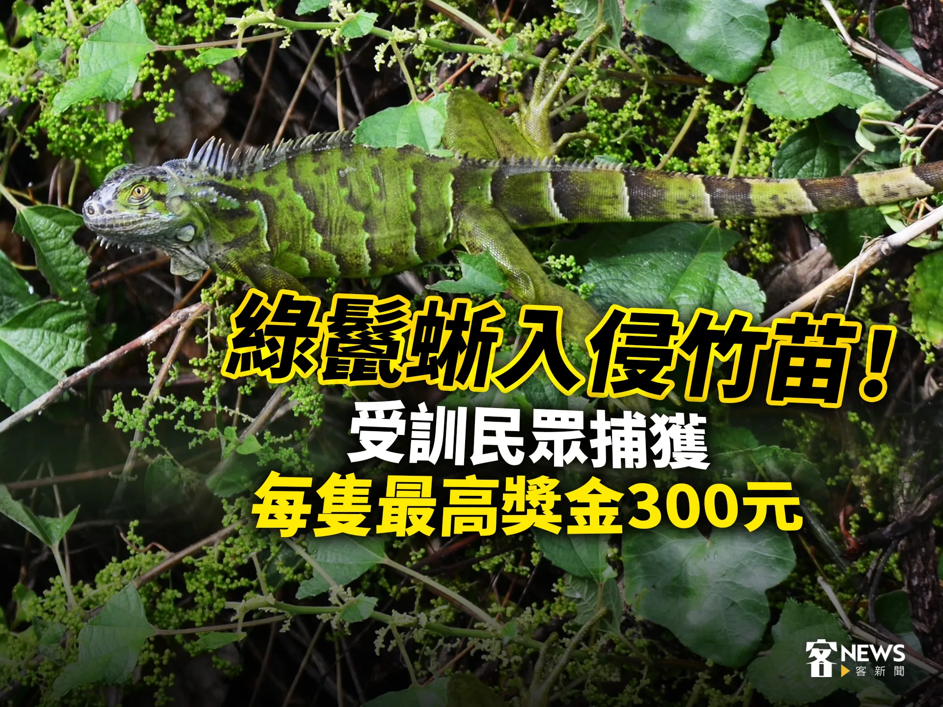 綠鬣蜥入侵竹苗！受訓民眾捕獲每隻最高獎金300元's story cover image