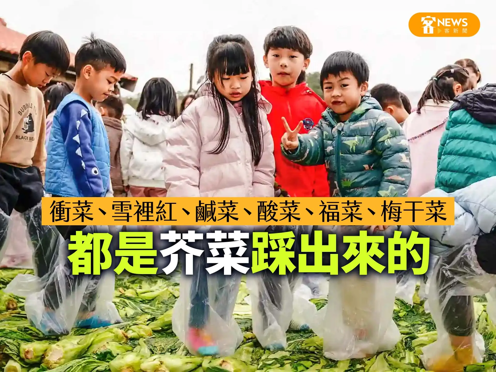 衝菜、雪裡紅、鹹菜、酸菜、福菜、梅干菜　都是芥菜踩出來的's story cover image