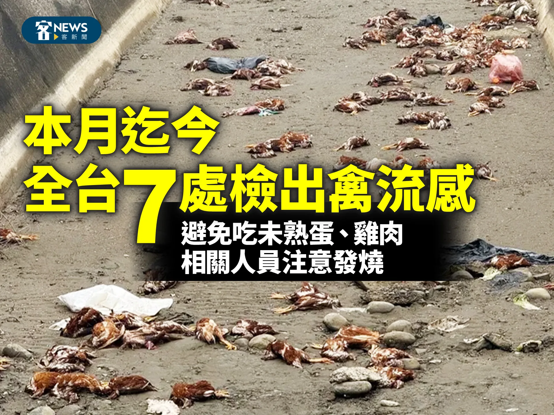 本月迄今全台7處檢出禽流感　避免吃未熟蛋、雞肉　相關人員注意發燒's OG Image