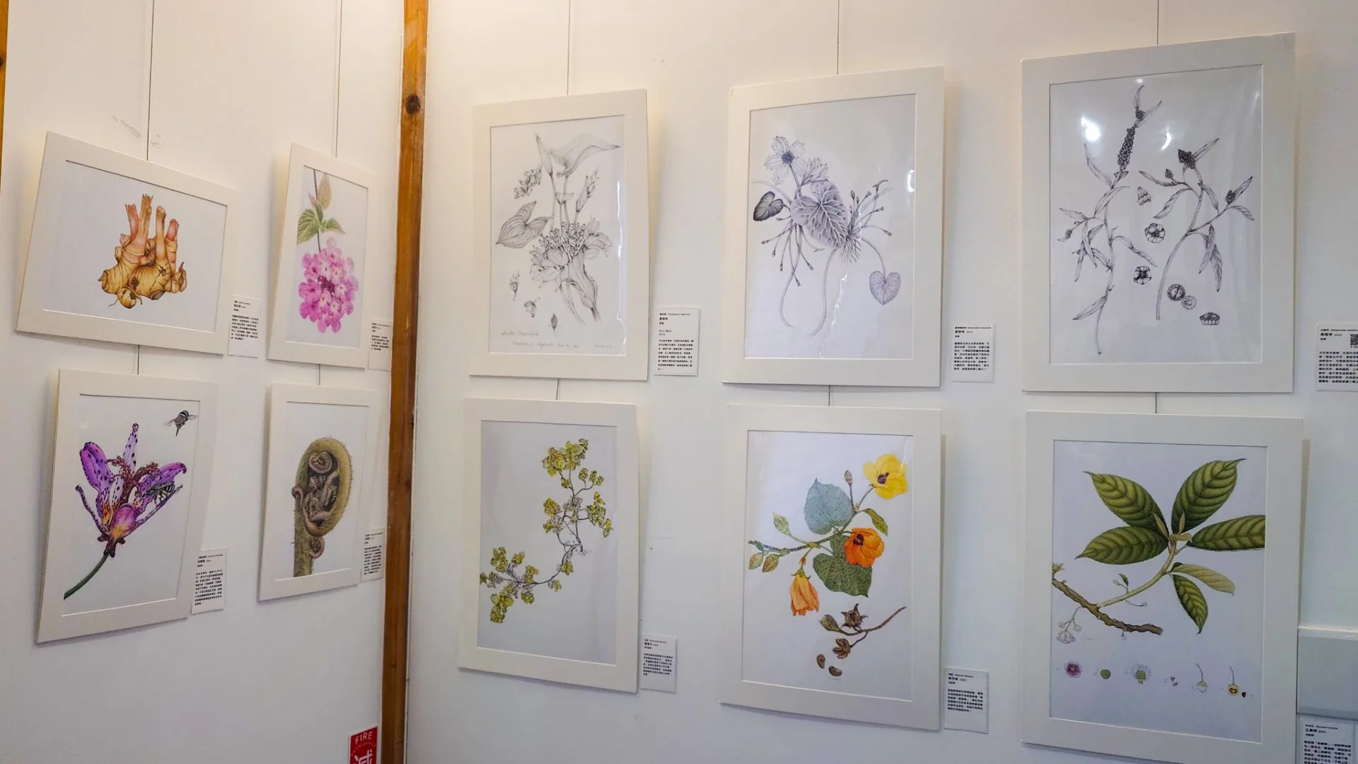 嘉義樹木園展出82幅植物畫　認識客家四寶五花's story cover image