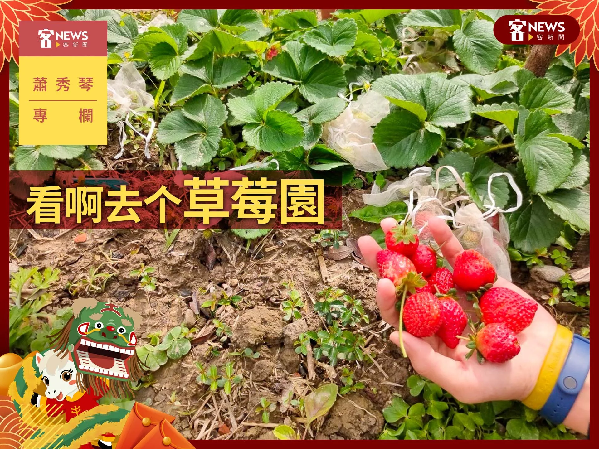 蕭秀琴專欄／看啊去个草莓園's story cover image