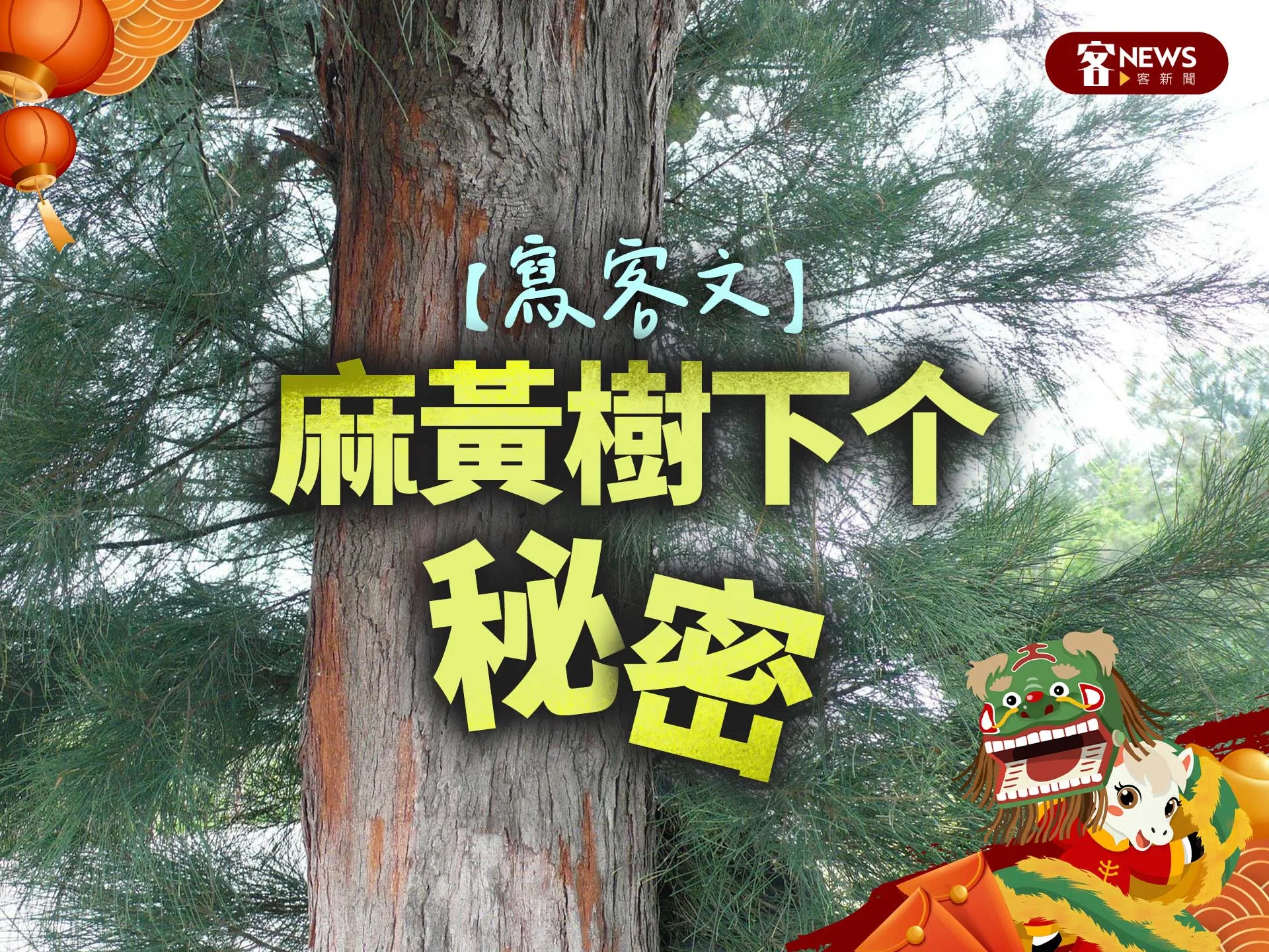 【寫客文】麻黃樹下个秘密