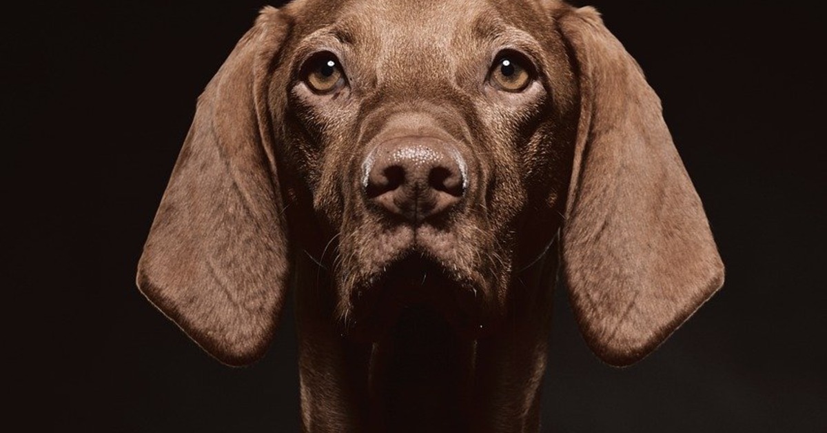 母將年幼兄妹獨留家中 4歲男童遭惡犬咬死's story cover image