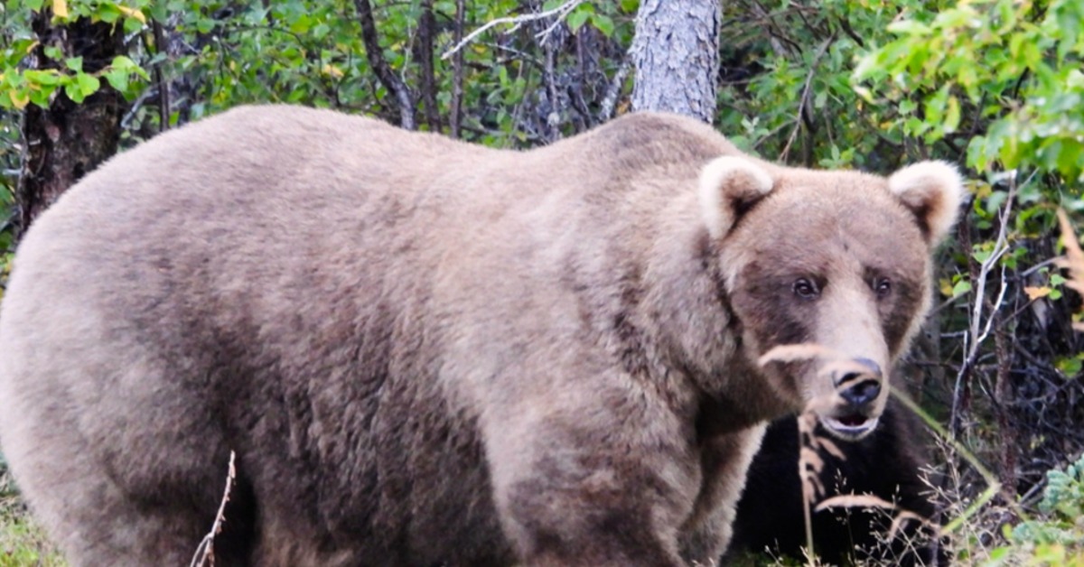 合掌村「熊出沒」傷遊客 新潟縣發「最高級別警報」's OG Image