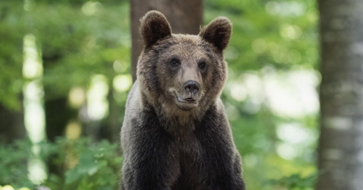 小熊走錯門！ 誤闖日本青森村公所 狂撞大門亂竄's story cover image