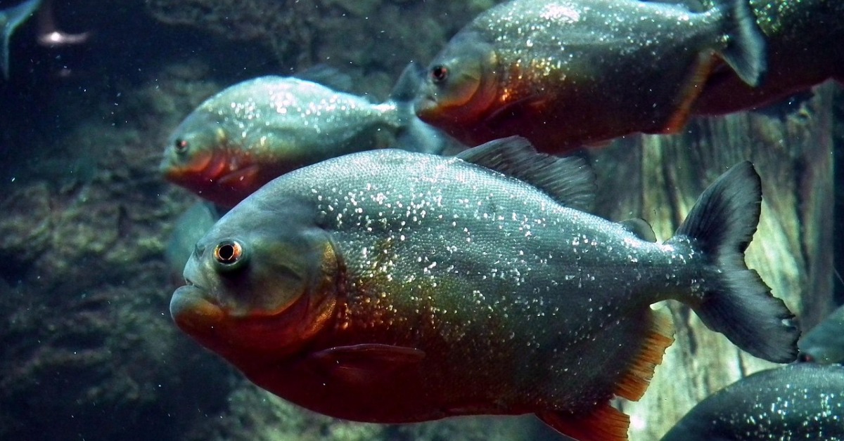 2歲女童落河遭食人魚圍攻 5分鐘就被咬爛慘死