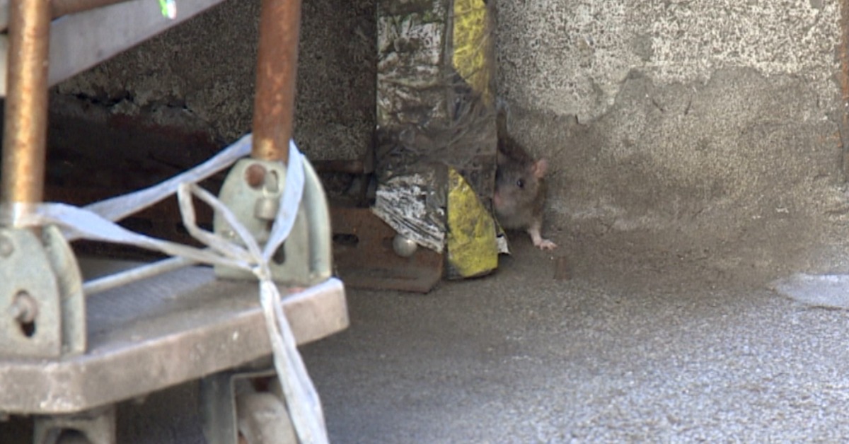 才有老翁染漢他病毒亡！ 大安區防火巷「老鼠橫行」's story cover image