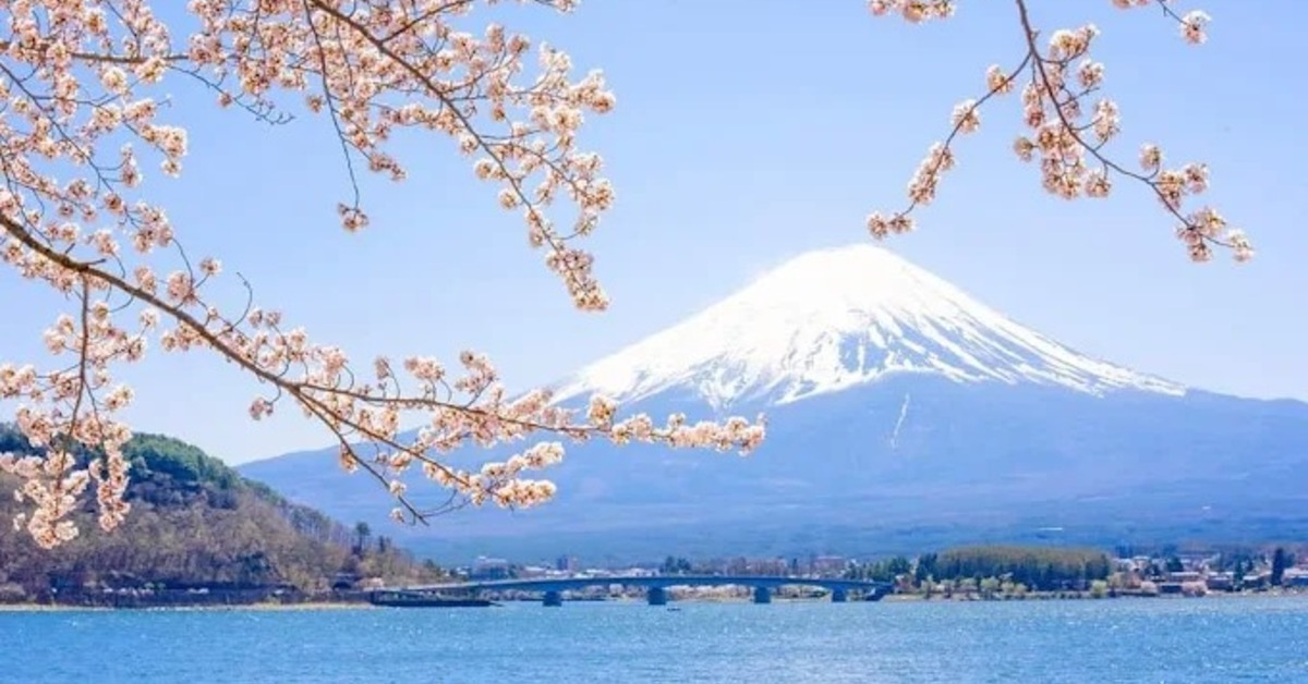 觀光公害！ 富士山「最紅景點」櫻花祭停辦's OG Image