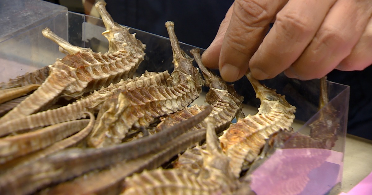 雞湯有海馬撿到寶！ 中藥行每隻賣「破千元」's story cover image