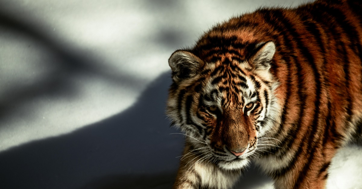 泰國清邁驚傳72虎慘死！封園14天清消 致命關鍵曝