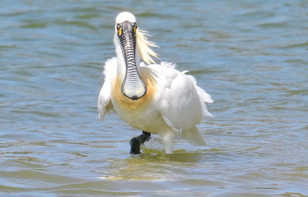 黑面琵鷺IUCN紅皮書降級為易危  台、港、韓保育仍有挑戰's story cover image
