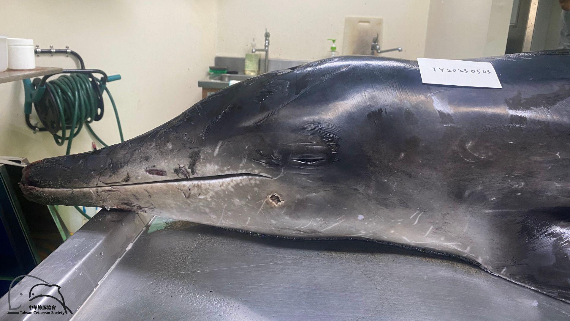 遭槍擊中彈、被離岸風場戒護船追趕——你沒想過的台灣海豚死亡威脅's story cover image