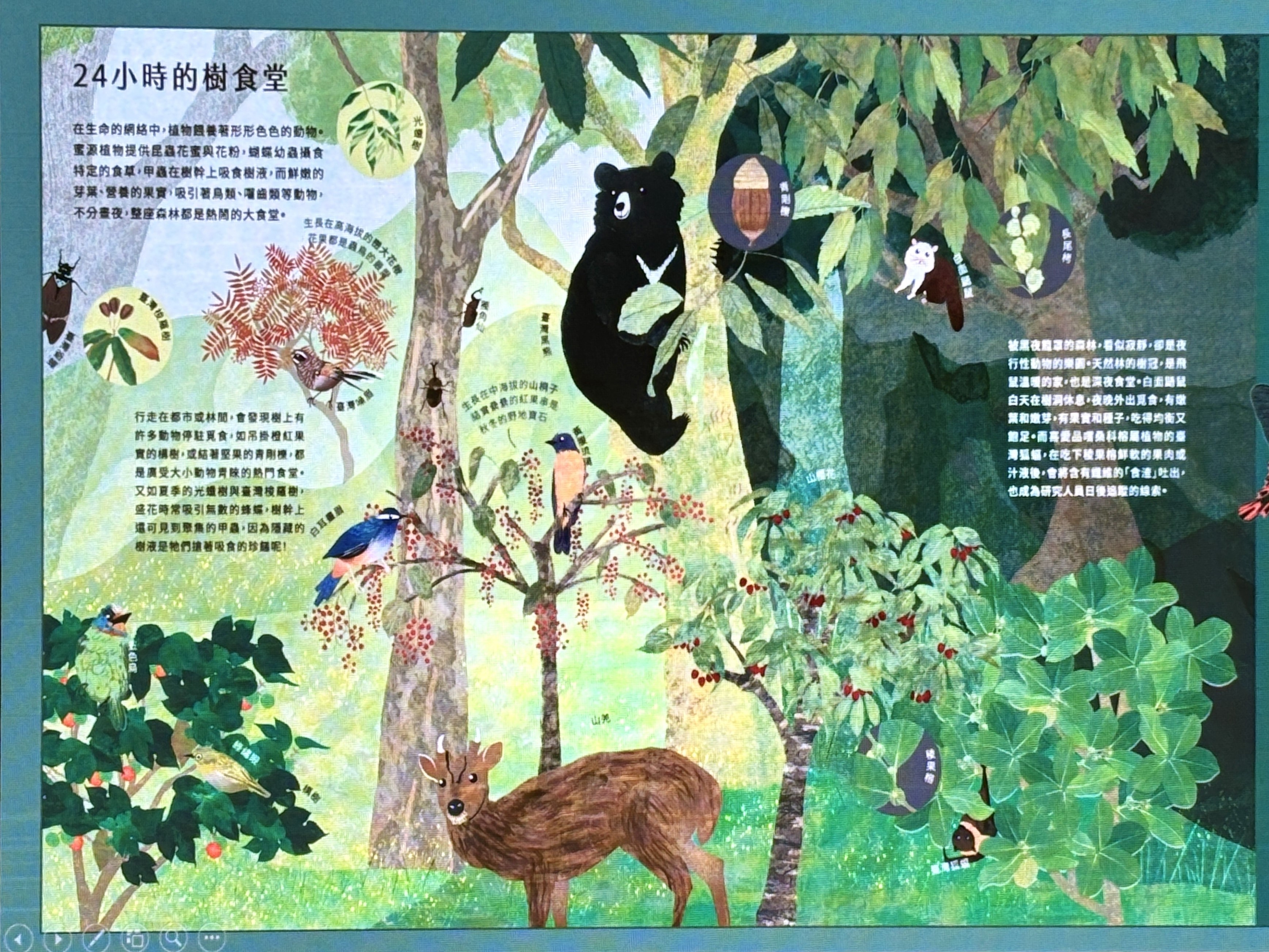 《不可思議的森之島》台灣原生樹木當主角 科普繪本好玩又美麗's story cover image