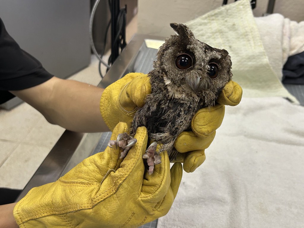 【防鳥變傷鳥？】領角鴞被「防鳥膠」黏住致斷羽、皮膚發炎 喪失飛行覓食能力's story cover image