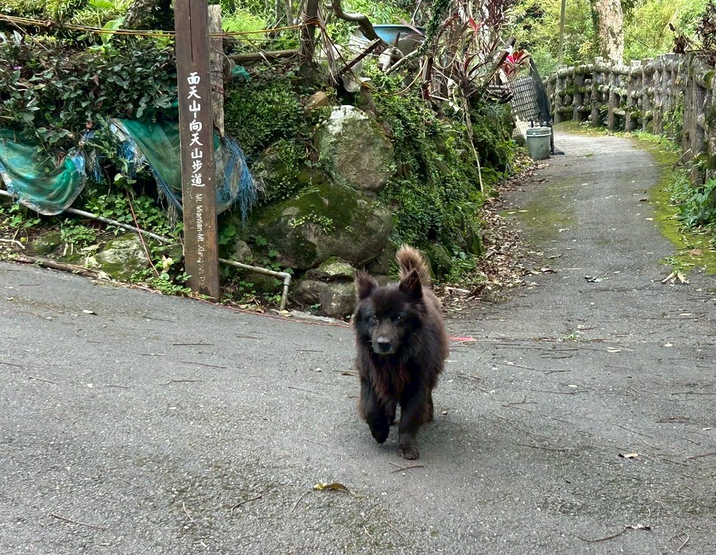 遊蕩動物禁餵了嗎？ 盤點國家公園、濕地、國有林的規定's OG Image