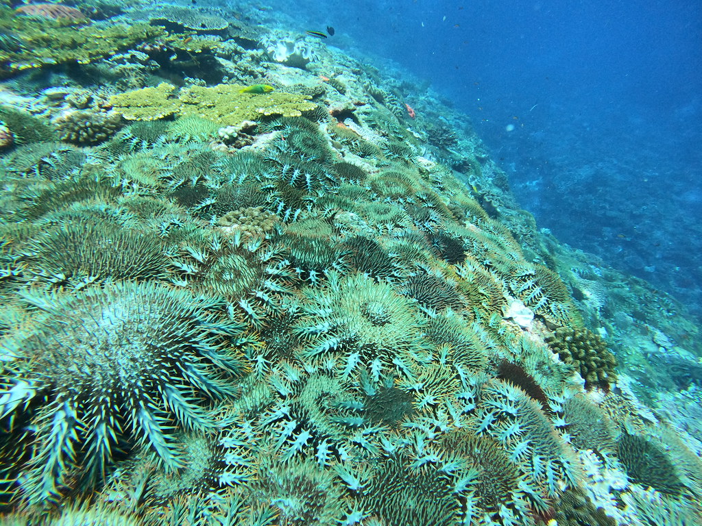 拖延五年、東沙環礁棘冠海星災情全面爆發 監委批海管處有疏失's story cover image